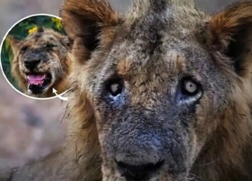 The Impossible Lion: A Tribute to Ginger of the Lower Zambezi