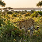 Rip Grace Queen Elizabeth National Park leopard