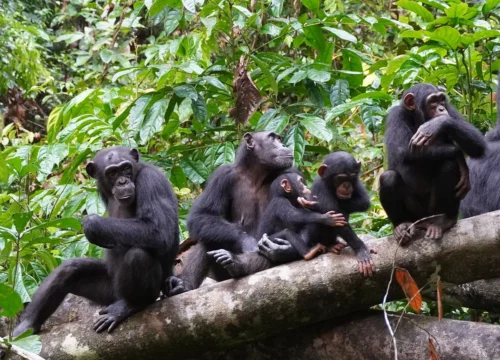 When Chimps Go to War: What Uganda’s Forests Are Teaching Us About Ourselves